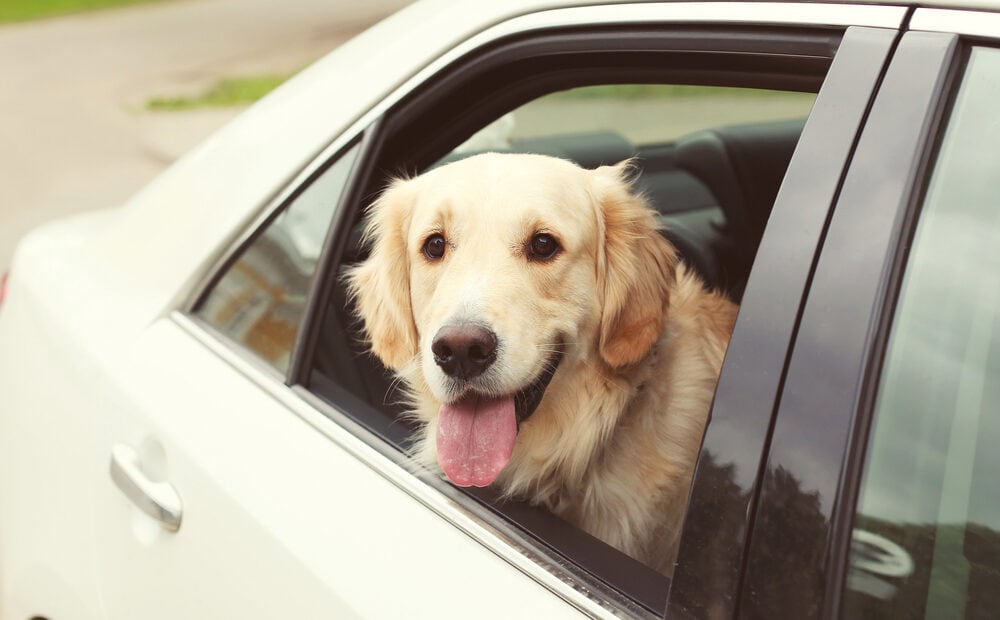 Pet-Friendly Taxis: Stress-Free Travel for You and Your Furry Friends