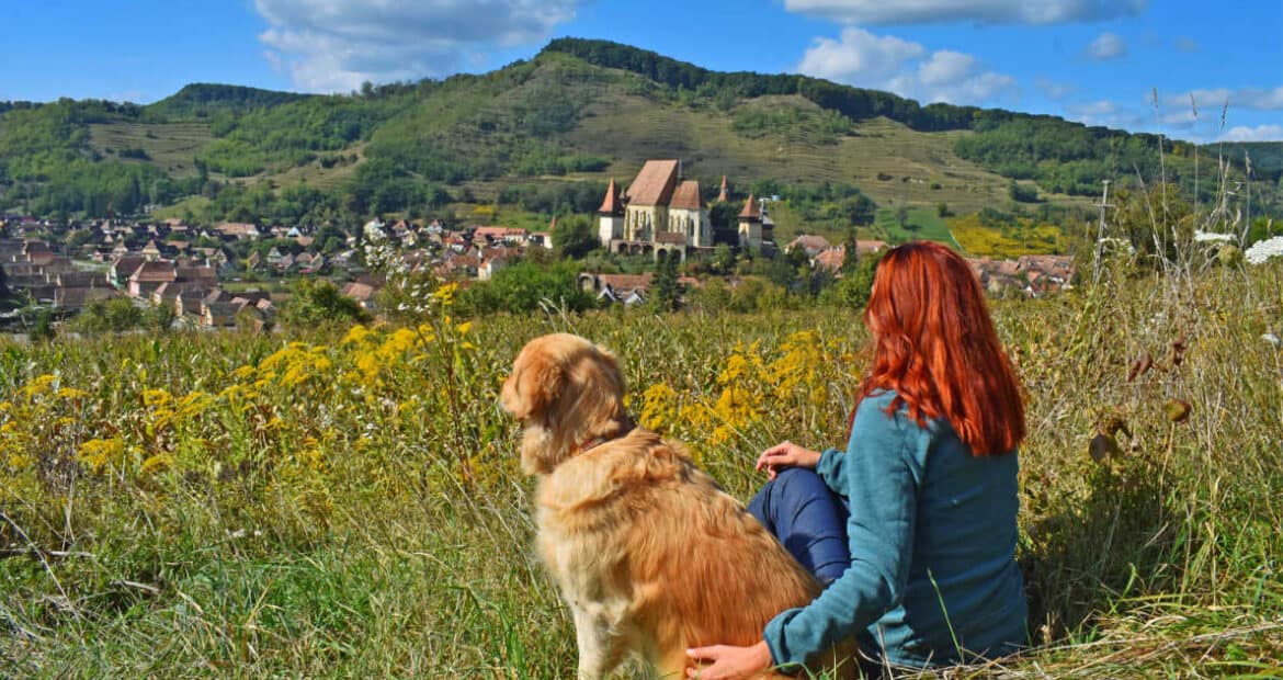 6 Pet-Friendly Destinations in Stoke-on-Trent: Top Picks for You and Your Furry Friend
